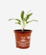 Peixinho (<em>Stachys byzantina</em>) - Imagem 2