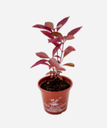 Perpétua/Penicilina (<em>Alternanthera brasiliana</em>) - Imagem 3