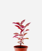 Perpétua/Penicilina (<em>Alternanthera brasiliana</em>)