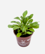 Petúnia (<em>Petunia hybrida</em>) - Imagem 3