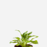 Petúnia (<em>Petunia hybrida</em>)
