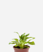 Petúnia (<em>Petunia hybrida</em>)