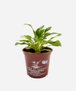 Petúnia (<em>Petunia hybrida</em>) - Imagem 2