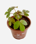 Pinhão Roxo (<em>Jatropha gossypiifolia</em>) - Imagem 3