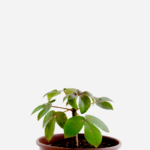 Pinhão Roxo (<em>Jatropha gossypiifolia</em>)