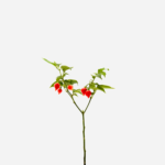 Pimenta Biquinho (<em>Capsicum chinense</em>)