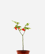 Pimenta Biquinho (<em>Capsicum chinense</em>)