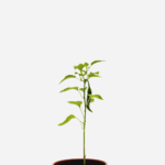 Pimenta Caiena (<em>Capsicum annuum</em>)