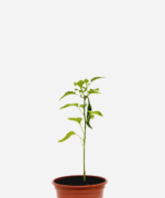 Pimenta Caiena (<em>Capsicum annuum</em>)