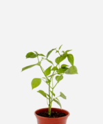 Pimenta Dedo de Moça (<em>Capsicum frutescens</em>)