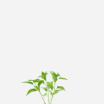 Pimenta Malagueta (<em>Capsicum frutescens</em>)