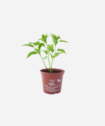 Pimenta Malagueta (<em>Capsicum frutescens</em>) - Imagem 2