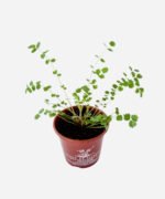 Pimpinela (<em>Sanguisorba minor</em>) - Imagem 3