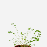 Pimpinela (<em>Sanguisorba minor</em>)