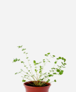 Pimpinela (<em>Sanguisorba minor</em>)