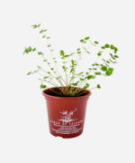 Pimpinela (<em>Sanguisorba minor</em>) - Imagem 2