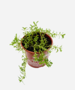Poejo (<em>Mentha pulegium</em>) - Imagem 3