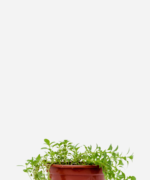 Poejo (<em>Mentha pulegium</em>)