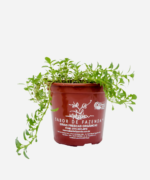 Poejo (<em>Mentha pulegium</em>) - Imagem 2