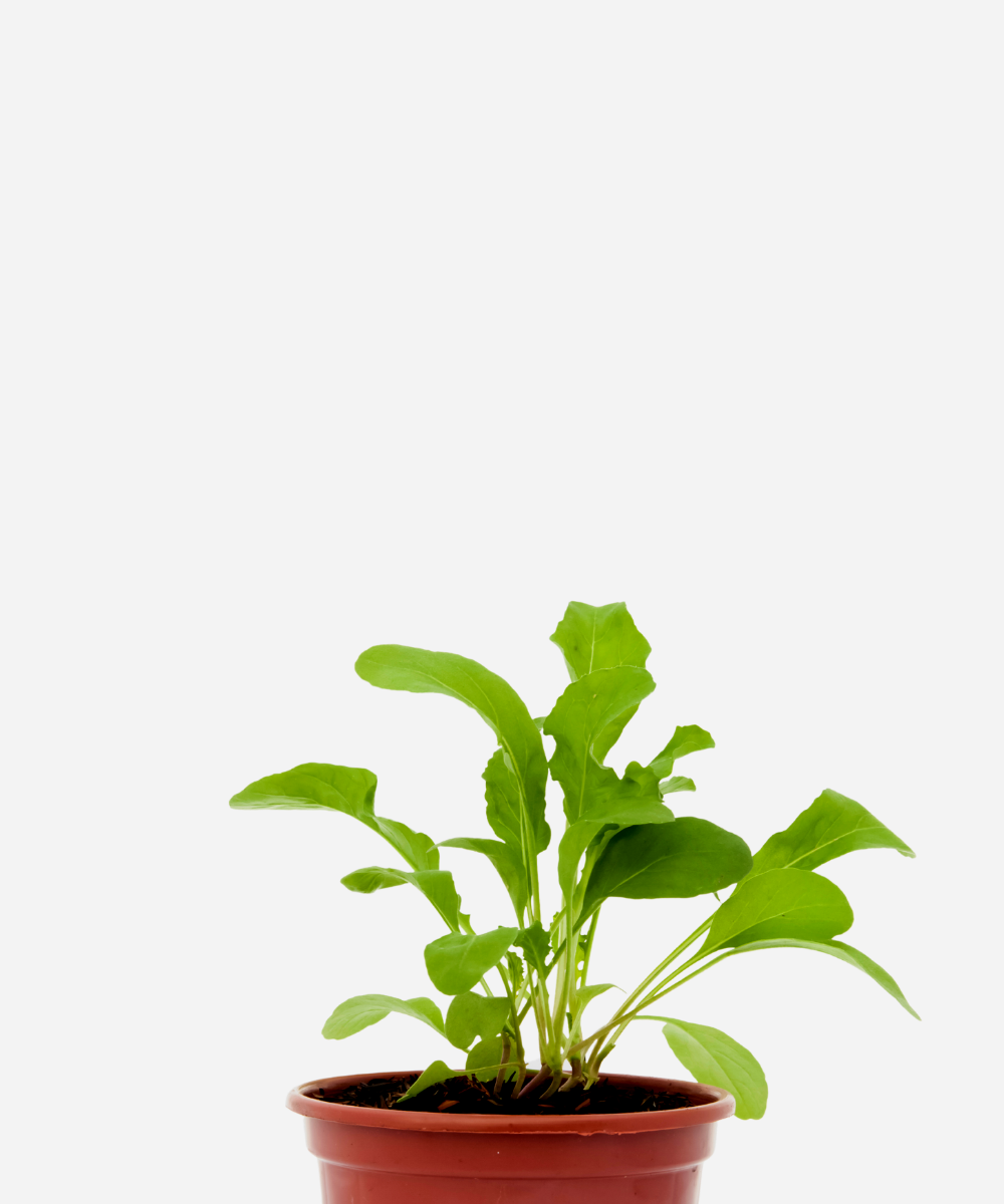 RUCULA-CORTE.png Rúcula (<em>Euruca sativa</em>) - Imagem 1
