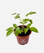 Sabugueiro (<em>Sambucus australis</em>) - Imagem 3