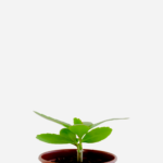 Saião (<em>Kalanchoe pinnata</em>)
