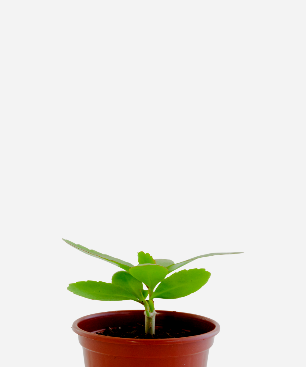 SAIAO-CORTE.png Saião (<em>Kalanchoe pinnata</em>) - Imagem 1