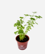 Salsa Crespa (<em>Petroselinum sativum</em>) - Imagem 3