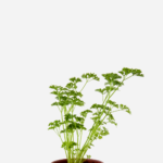Salsa Crespa (<em>Petroselinum sativum</em>)