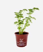 Salsa Crespa (<em>Petroselinum sativum</em>) - Imagem 2
