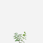 Salsa Libanesa (<em>Apium nodiflorum</em>)