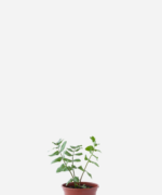 Salsa Libanesa (<em>Apium nodiflorum</em>)