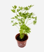 Salsa Lisa (<em>Petroselinum sativum</em>) - Imagem 3