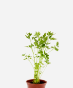 Salsa Lisa (<em>Petroselinum sativum</em>)