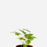 Salsa Mitsuba (<em>Cryptotaenia japonica</em>)