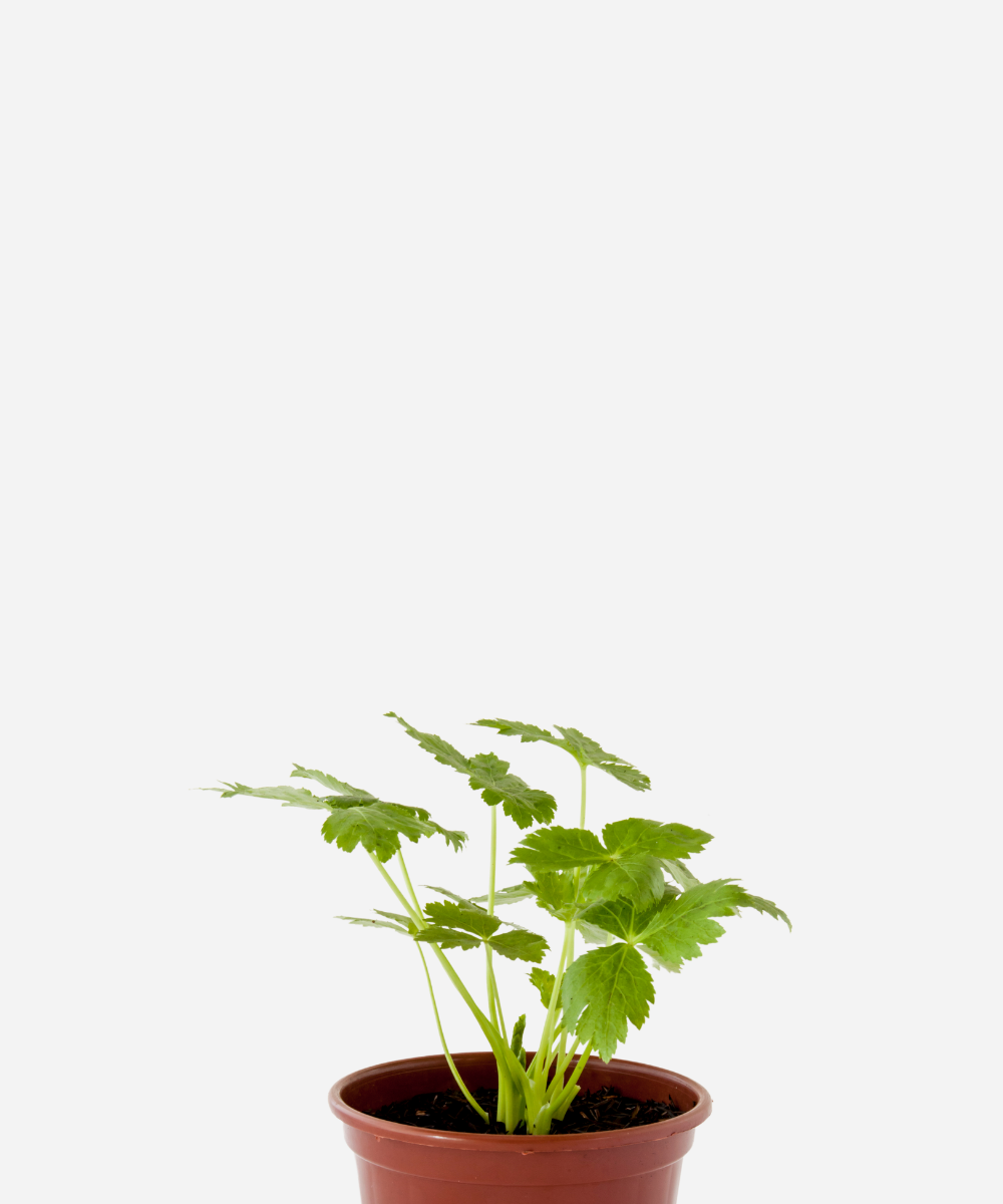 SALSA-MITSUBA-CORTE.png Salsa Mitsuba (<em>Cryptotaenia japonica</em>) - Imagem 1