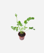 Salsão (<em>Apium graveolens</em>) - Imagem 3
