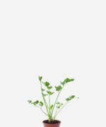 Salsão (<em>Apium graveolens</em>)