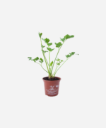 Salsão (<em>Apium graveolens</em>) - Imagem 2