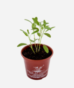 Sálvia (<em>Salvia officinalis</em>) - Imagem 3
