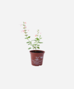 Sálvia Coral (<em> Salvia coccinea</em> ‘Coral Nymph’) - Imagem 2
