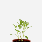 Sálvia (<em>Salvia officinalis</em>)