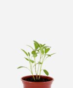 Sálvia (<em>Salvia officinalis</em>)
