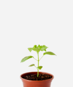 Shisso Verde (<em>Perilla frutescens</em>)