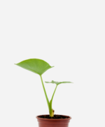 Taioba (<em>Xanthosoma sagittifolium</em>)