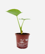Taioba (<em>Xanthosoma sagittifolium</em>) - Imagem 2