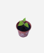 Tomate Árvore/Tamarilo (<em>Solanum betaceum </em>) - Imagem 3