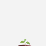Tomate Árvore/Tamarilo (<em>Solanum betaceum </em>)
