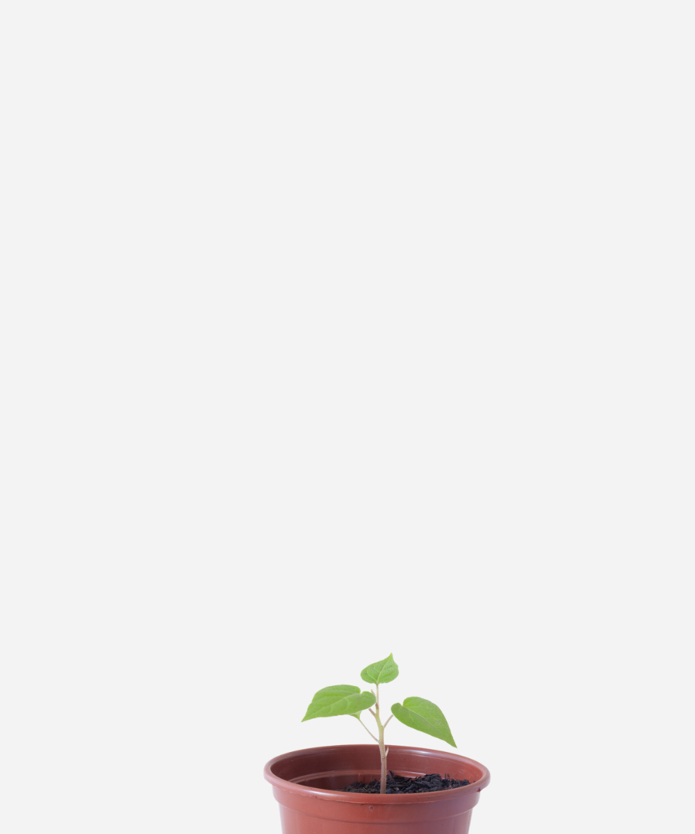 TAMARILO-CORTE.png Tomate Árvore/Tamarilo (<em>Solanum betaceum </em>) - Imagem 1