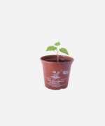 Tomate Árvore/Tamarilo (<em>Solanum betaceum </em>) - Imagem 2